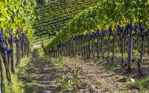 La Maccinaia 14: Vignoble, Plante, Arbre, Agriculture, Vitis, Feuille, Printemps, Champ