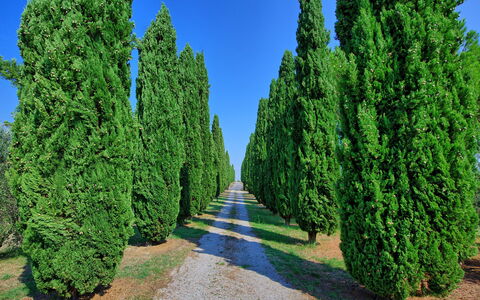 Casale Giulio: Arbre, Thuya, Plante, Suppression Des Plantes Ligneuses, Rivière Juniper, Red Juniper, Biome, Arbuste, À Feuilles Persistantes