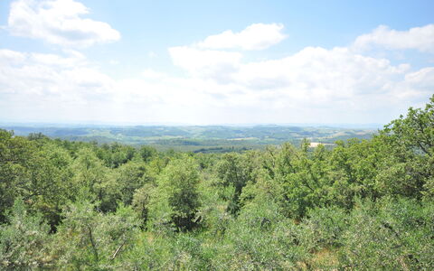Podere Orietta: Végétation, Formations Arbustives, Environnement Naturel, Réserve Naturelle, Communauté Des Plantes, Région Sauvage, Arbre, Biome, Ciel, Conifères Tropicale Et Subtropicale Forêts