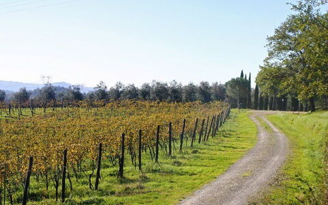 La Selva: Paysage Naturel, Arbre, Vignoble, Agriculture, Champ, Lot Terre, Plante, Feuille, Zone Rurale, Suppression Des Plantes Ligneuses