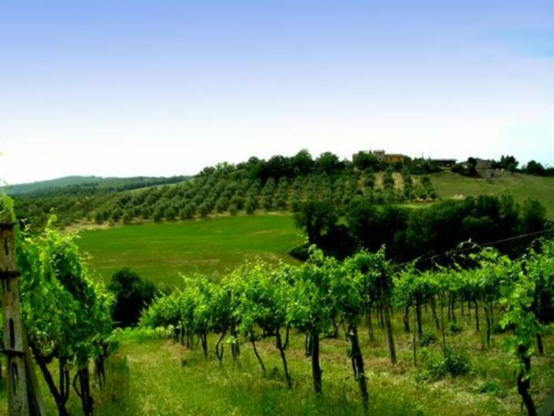 The estate's vineyards