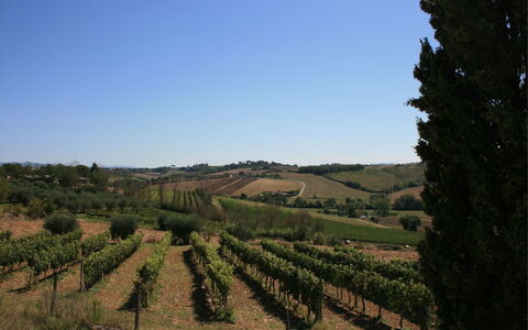 Fattoria le Chianacce: Vignoble, Agriculture, Champ, Lot Terre, Arbre, Zone Rurale, Colline, Ciel, Chaparral, Paysage