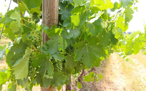 Santa Vittoria: Fleur, Aliments, Plante, Fruit, Suppression Des Plantes Ligneuses, Agriculture