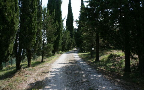 Podere della Crocchia: Plante, Surface De La Route, Paysage Naturel, Arbre, Bois, Tronc, Ombre, Asphalte, À Feuilles Persistantes, Rue