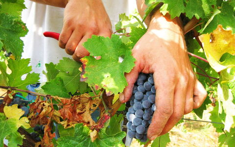 Villa Cantagallo: Aliments, Plante, Vert, Fruit, Aliments Naturels, Doigt