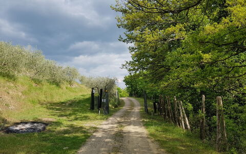 Agriturismo Ca di Vestro: Plante, Ciel, Nuage, Paysage Naturel, Végétation, Herbe, Surface De La Route, Arbre, Rue, Prairie
