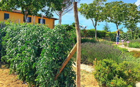 Podere Sant'angelo: Plante, Arbre, Immobilier, Arbuste, Plantation, Lot Terre, Agriculture, Ferme, Surgir, Fleur