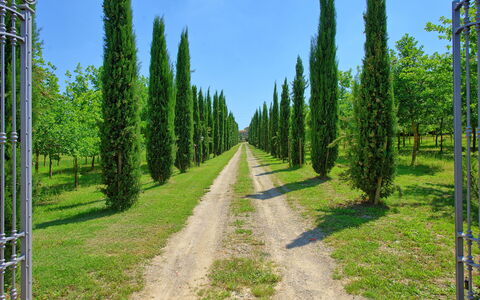 Villa Giare: Arbre, Environnement Naturel, Pine Lodgepole, Fir-Forest Epicea, Biome, Conifères Tropicale Et Subtropicale Forêts, Forêt, Végétation, Réserve Naturelle, Paysage Naturel
