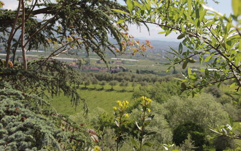 Villa Pedone: Végétation, La Nature, Arbre, Plante, Fleur, Communauté Des Plantes, Botanique, Printemps, Wildflower, Formations Arbustives