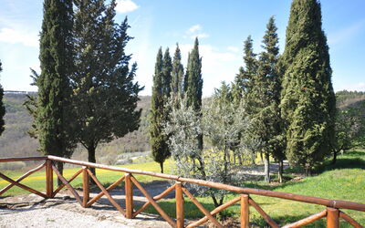 Tabaccaia