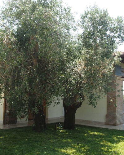 Villa Dei Cipressi: Propriété, Arbre, Maison, Domicile, Immobilier, Bâtiment, Herbe, Cour, Suppression Des Plantes Ligneuses, Plante