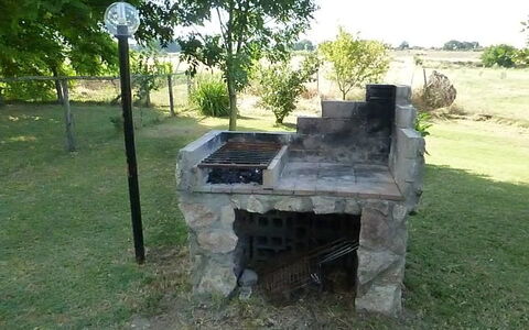 Funghi 1: Herbe, Arbre, Paysage, Plante, Brique