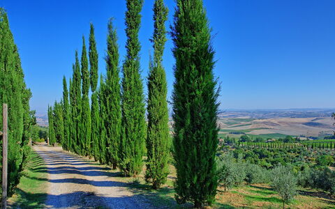 Villa Montalcino: Arbre, La Nature, Suppression Des Plantes Ligneuses, Plante, Biome, Ciel, American Mélèze, Pine Lodgepole, Conifère, Famille Cypress