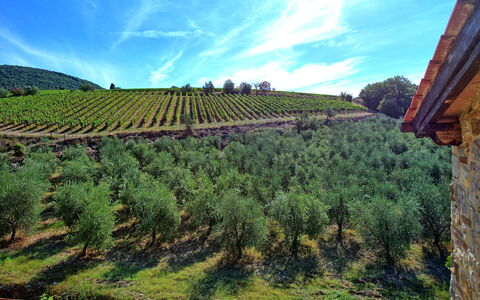Casa Maria Luisa: Plantation, Agriculture, Ciel, Vignoble, Montagnes, Champ, Arbre, Colline, Station De Montagne, Plante
