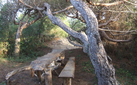 Appartamento - Le Finestre: Arbre, Des Bois, Réserve Naturelle, Suppression Des Plantes Ligneuses, Plante, Tronc, Forêt, Branche, Bois, Faune