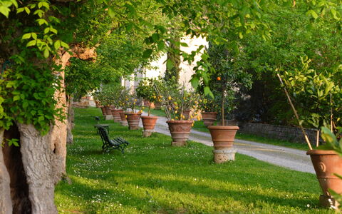 Tenuta Il Tresto: Arbre, Vert, Herbe, Pelouse, Plante, Suppression Des Plantes Ligneuses, Cour, Printemps, Jardin, Famille Grass