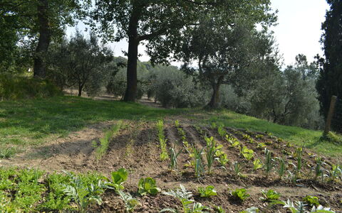 Casale Biancospino: Arbre, Champ, Végétation, Environnement Naturel, Paysage Naturel, Réserve Naturelle, Des Bois, Sol, Herbe, Plante