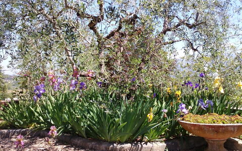 Villa Gaville: Fleur, Plante À Fleurs, Plante, Jardin, Botanique, Printemps, Lavande, Arbuste, Paysage